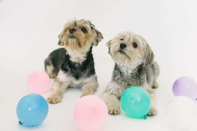 Los 10 beneficios de la alberca de pelotas para perros: mejora la salud y bienestar de tu mascota