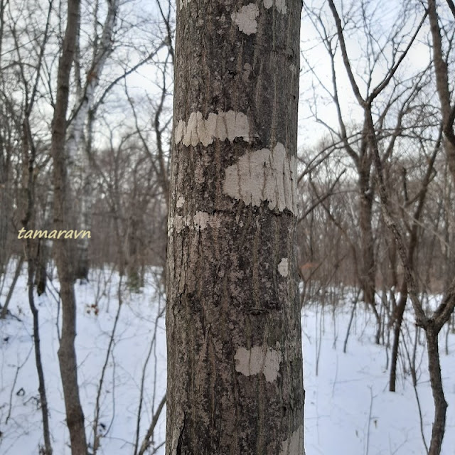 Клён ложнозибольдов (Acer pseudosieboldianum)