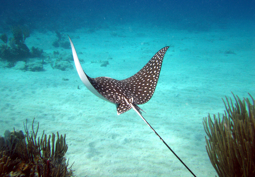 the sting ray can kill you such as this spotty one