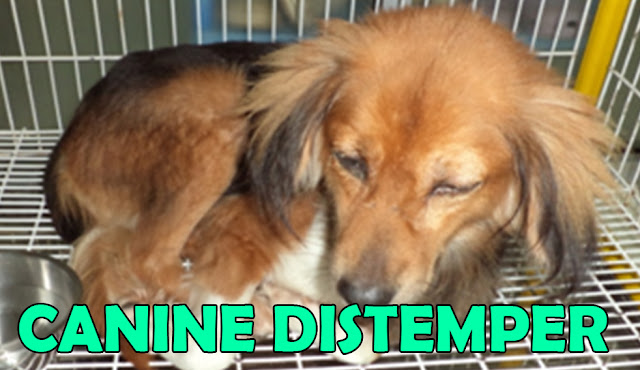Penyakit Anjing Canine Distemper