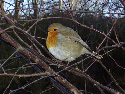 a beady eyed robin