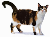 Cat Breeds - American Wirehair Cat, history