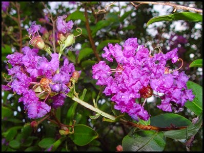 Crape Myrtle 6