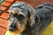 Mi perro Lupo :)