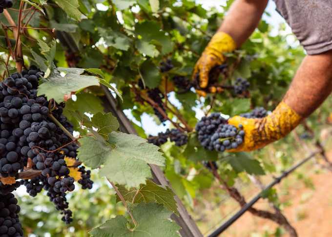 Maltempo: si abbatte sulla vendemmia, in Ue -6% vino