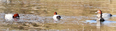 Common Pochard