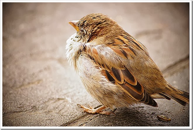 bird-stock-photo-free-1 (2)