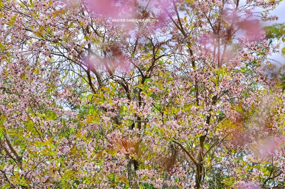 Keindahan Musim Bunga  di Putrajaya Scripters