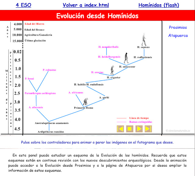  Evolución desde Homínidos