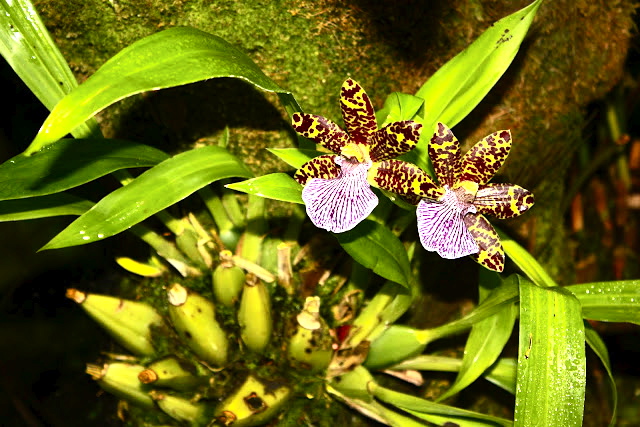 National Orchid Garden at Singapore Botanic Gardens