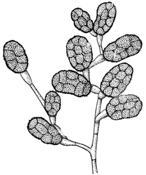 Конидиеносец с конидиями Stemphylium botryosum