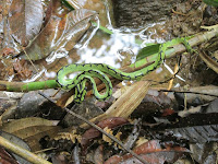 Sinharaja Rain Forest | Deniyaya, Sri Lanka