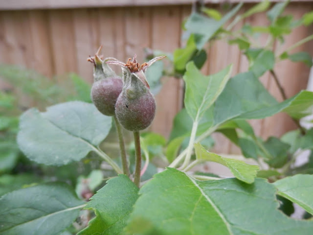 Diary of a permaculture (ish) garden, May 2019. From UK garden blogger secondhandsusie.blogspot.com #permacultreuk #suburbanpermaculture #frontgardenallotment #ukgardenblogger