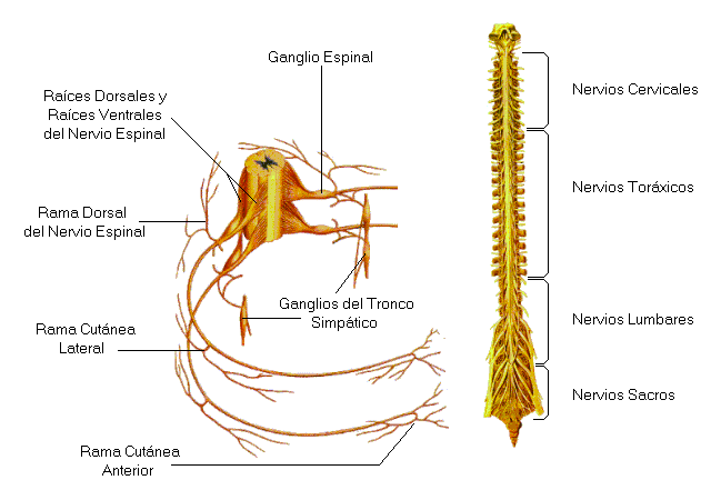 cuerpo humano organos. (Solo en vertebrados).