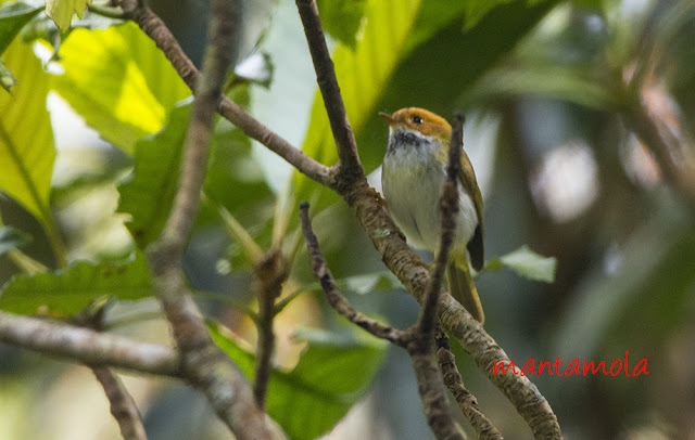 Rufous-faced Warbler