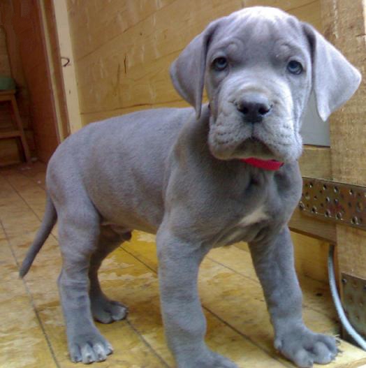 Puppy_Great_Dane