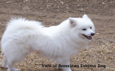 Beautiful American Eskimo Dog Outlook