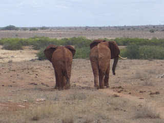 tsavo est