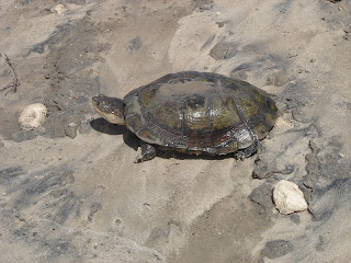 African-Helmeted-Turtle