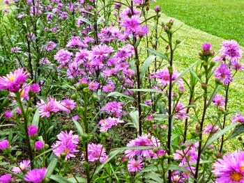 Italian aster flower plant (Violet Queen)