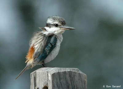 Alción culirrojo Todiramphus pyrrhopygius