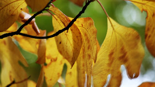 Fall Leaves