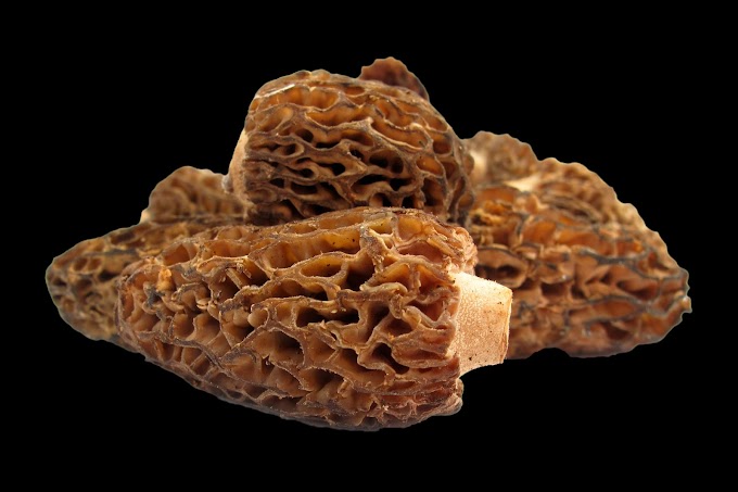 Why are morel mushrooms notoriously difficult to cultivate at home? | Mushroom farming | Biobritte mushroom farming