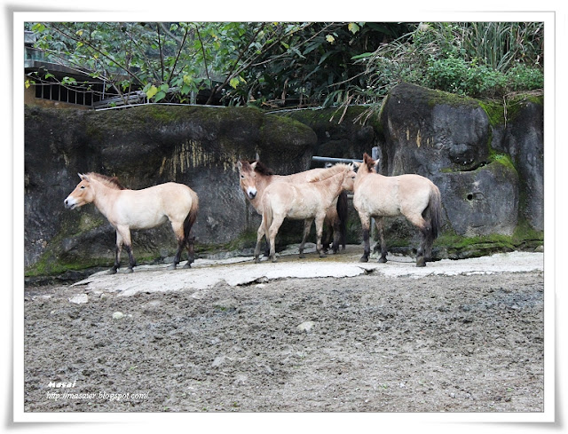 木柵動物園Taipai Zoo-馬