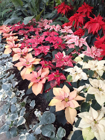 Allan Gardens Conservatory 2019 Winter Flower Show twentyfour by garden muses--not another Toronto gardening blog