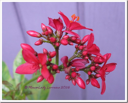12-09-spicy-jatropha