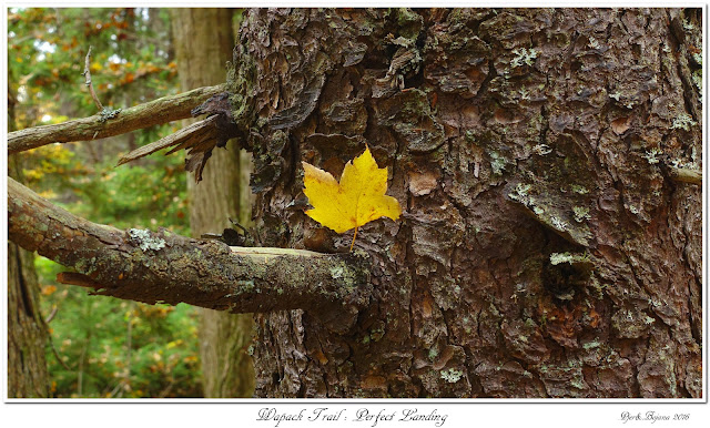 Wapack Trail: Perfect Landing