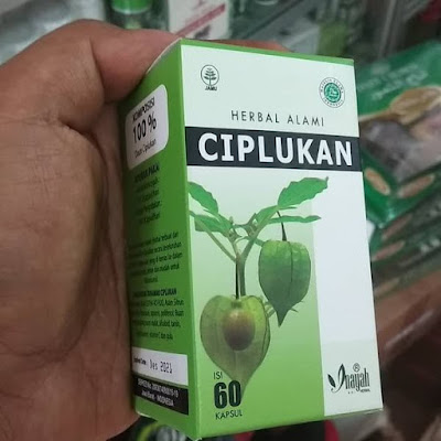 Kapsul Daun Ciplukan Physalis Obat Paru Diabetes Hipertensi