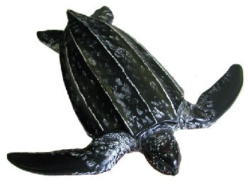 Tartaruga de Couro (Dermochelys coriacea) 