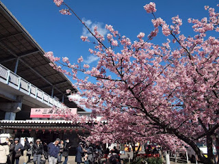 桜 満開 2017, 桜 開花 2016, 東京 桜 名所, 桜 開花予想 2017 京都, 桜 開花予想 2017 東京, 桜開花情報, 桜 2017, 桜 開花から満開まで, 桜前線 2017, 桜 開花予想 2017 大阪, 沖縄 桜 開花状況,桜 開花, 桜 満開 2017, 桜 開花予想 京都, 桜 開花予想 2017 京都, 桜開花宣言 みしろん, 桜 開花予想 大阪, 桜 開花予想 2017 東京, 桜 開花から満開まで, mankai開花宣言, mankai開花宣言 歌詞, 桜 開花情報