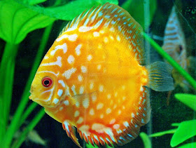 ikan discus dalam aquascape