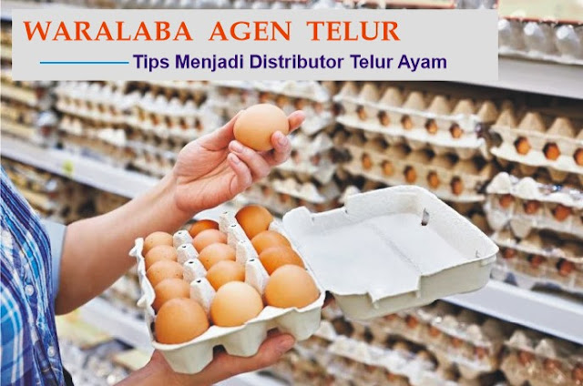 Waralaba Agen Telur - Tips Menjadi Distributor Telur Ayam