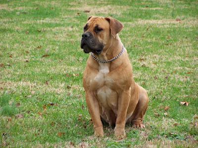 Boerboel