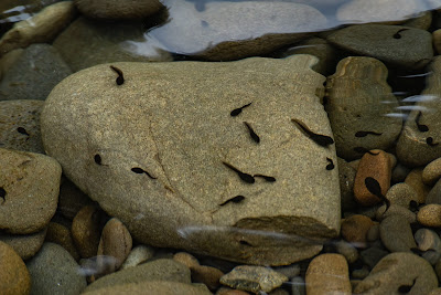 Tadpoles, Bogachiel State Park