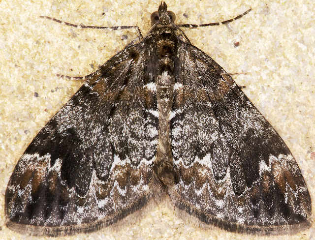 Dark Marbled Carpet, Dysstroma citrata.  Hayes, Kent, 4 September 2014.