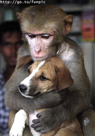 Monkey Hugs Dove and Puppy