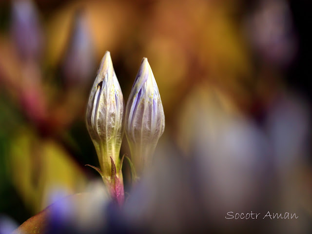 Gentiana scabra