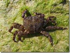 Marbled Rock Crab