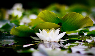 Beautiful Lotus HD Wallpapers Free Download