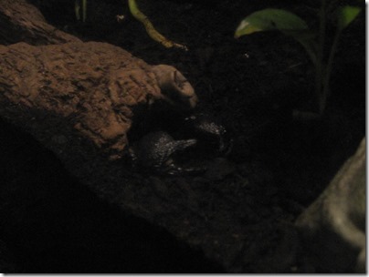 IMG_0442 Emperor Scorpion at the Oregon Zoo in Portland, Oregon on November 10, 2009