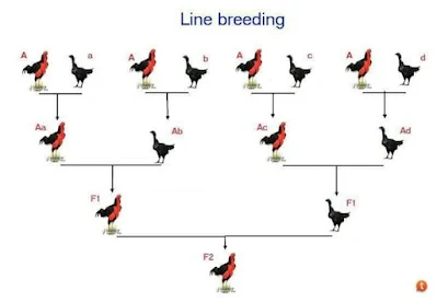 teknik persilangan ayam aduan