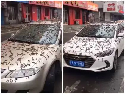 OMG चीन में हुई कीड़ों की बारिश से दुनिया हैरान, लोगों में दहशत का माहौल video.. 
