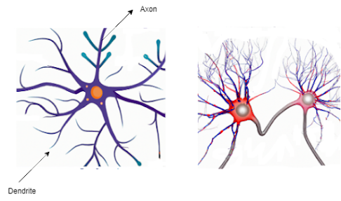 Image of Biological Neuron