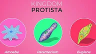 Protista: Organisme Mikro yang Unik
