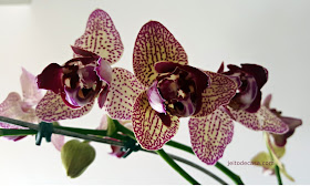 orquidea-decoraçao-apartamento