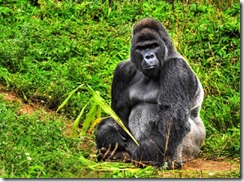gorila - (Foto: Shutterstock)
